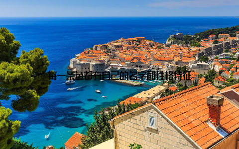 每一条鱼都有自己的名字和性格特征