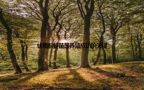 优质的虾苗是养殖成功的关键