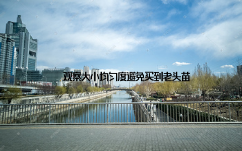 – 观察大小均匀度避免买到老头苗