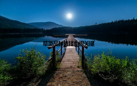 草鱼品种选择也很关键