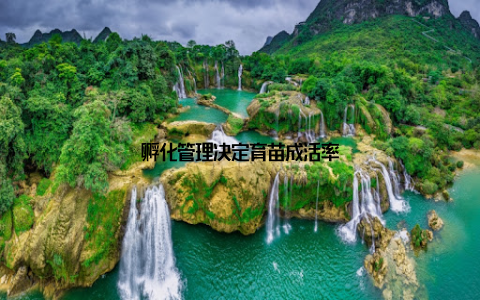 孵化管理决定育苗成活率