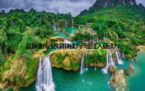 这种遗传改良将持续为产业注入新动力