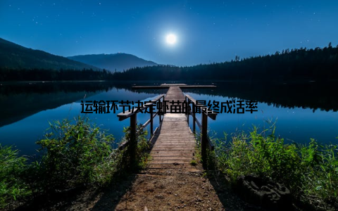 运输环节决定虾苗的最终成活率