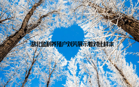 ”湖北监利养殖户刘芳展示着对比样本